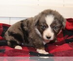 Small Photo #5 Miniature Australian Shepherd Puppy For Sale in MARION CENTER, PA, USA