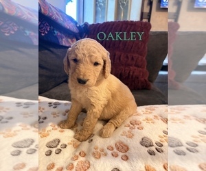 Goldendoodle Puppy for sale in DENVER, NC, USA
