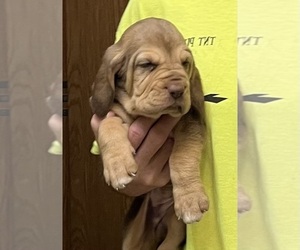 Bloodhound Puppy for sale in FORT MORGAN, CO, USA