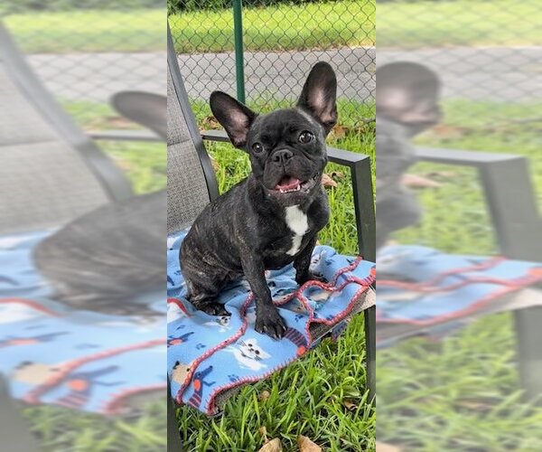 Medium Photo #7 French Bulldog Puppy For Sale in Weston, FL, USA