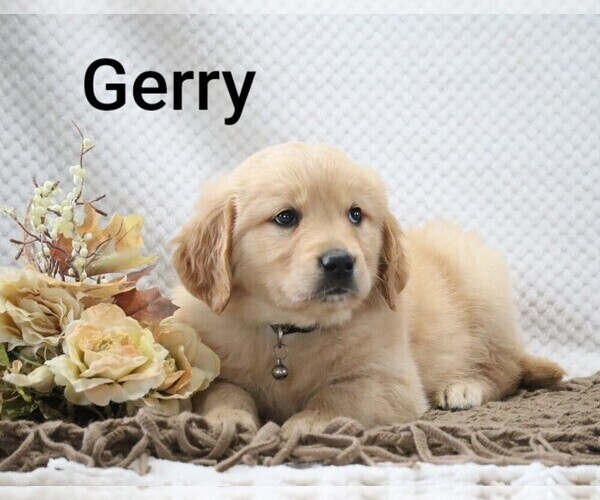 Medium Photo #18 Golden Retriever Puppy For Sale in LOYAL, WI, USA