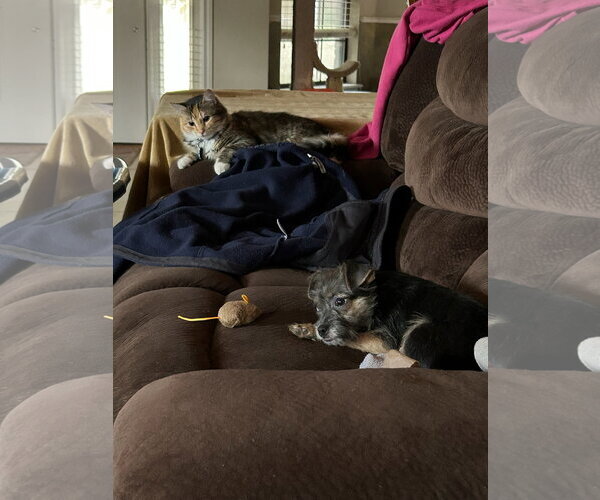 Medium Photo #4 Mutt Puppy For Sale in Grafton, WI, USA