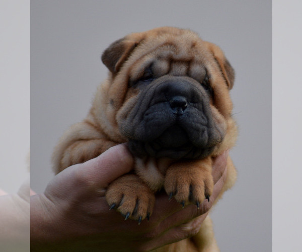 Medium Photo #6 Chinese Shar-Pei Puppy For Sale in Novo Milosevo, Vojvodina, Serbia