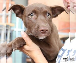Labrador Retriever-Unknown Mix Dogs for adoption in Washington, DC, USA