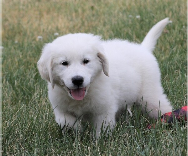 Medium Photo #6 Golden Retriever Puppy For Sale in SYRACUSE, IN, USA