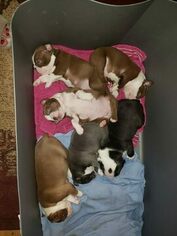 Boston Terrier Puppy for sale in NEW ULM, TX, USA