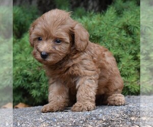 Poodle (Miniature) Puppy for sale in MILLERSTOWN, PA, USA