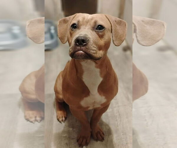 Medium Photo #2 Labralas Puppy For Sale in Alexander, AR, USA