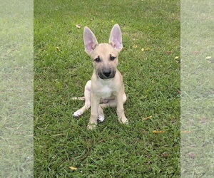 German Shepherd Dog-Unknown Mix Dogs for adoption in The Woodlands, TX, USA