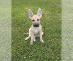 Petal - Male German Shepherd Dog-Unknown Mix Dog for Adoption - Small photo