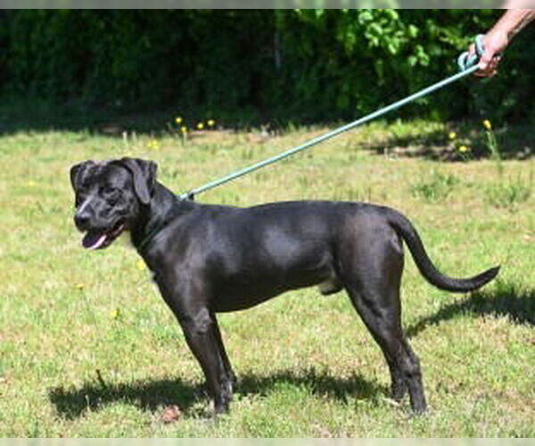 Medium Photo #3 Labrador Retriever-Unknown Mix Puppy For Sale in Glen Allen, VA, USA