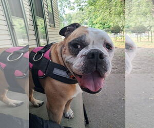Bulldog Dogs for adoption in Princeton, MN, USA