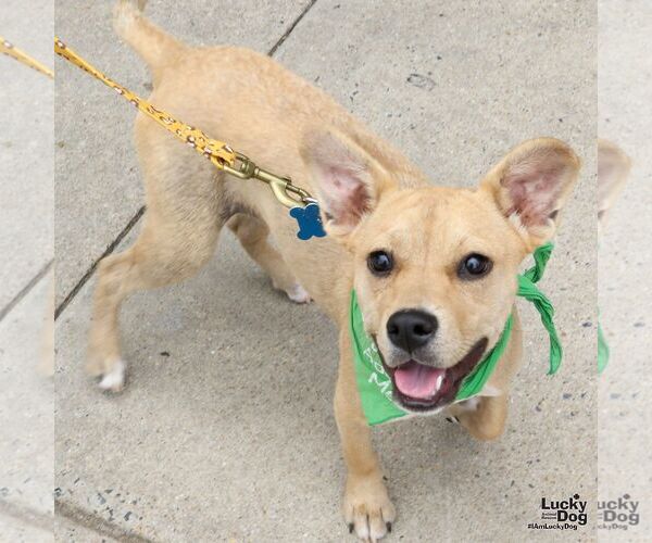 Medium Photo #5 Mutt Puppy For Sale in Washington, DC, USA