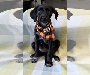 Labrador Retriever-Unknown Mix Dogs for adoption in SHERBURNE, NY, USA