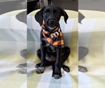 Small Labrador Retriever Mix