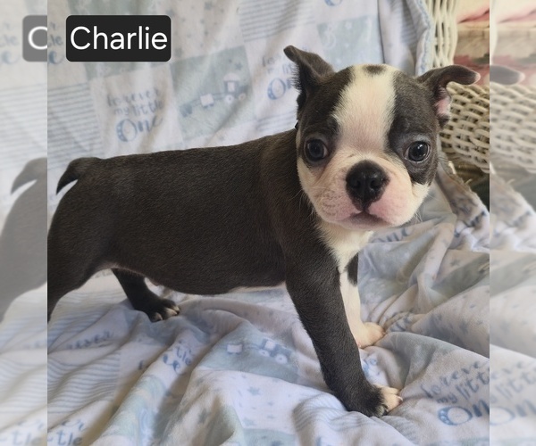 Medium Photo #2 Boston Terrier Puppy For Sale in MINERAL WELLS, WV, USA