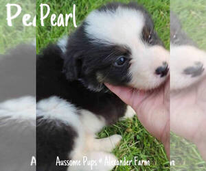 Australian Shepherd Puppy for Sale in LAKEVILLE, Indiana USA