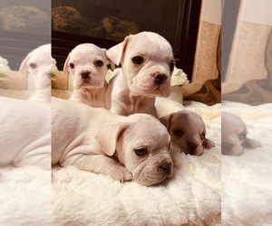 Bulldog Puppy for sale in SAN DIEGO, CA, USA