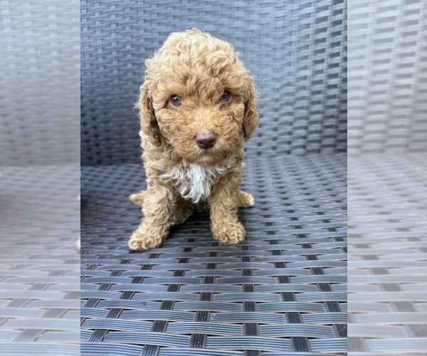 Medium Photo #9 Poodle (Toy) Puppy For Sale in MARYLAND HEIGHTS, MO, USA