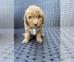 Small Photo #9 Poodle (Toy) Puppy For Sale in MARYLAND HEIGHTS, MO, USA