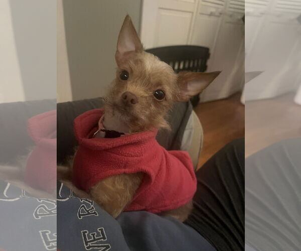 Medium Photo #2 Chihuahua-Unknown Mix Puppy For Sale in Plainfield, IL, USA