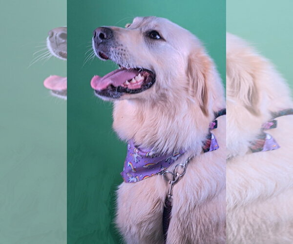 Medium Photo #1 Great Pyrenees-Unknown Mix Puppy For Sale in Holly Springs, MS, USA