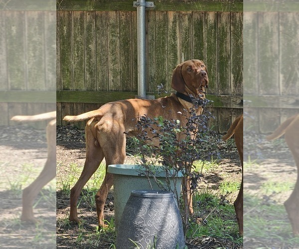 Medium Photo #1 Vizsla Puppy For Sale in ARLINGTON, TX, USA
