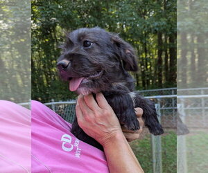 Basset Hound-Unknown Mix Dogs for adoption in Milner, GA, USA