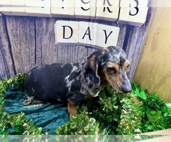 Medium Photo #4 Dachshund Puppy For Sale in CASSVILLE, MO, USA