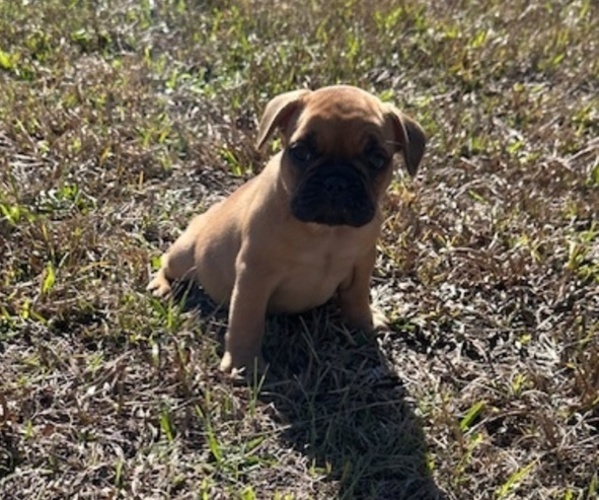 Medium Photo #1 French Bulldog Puppy For Sale in MAYO, FL, USA