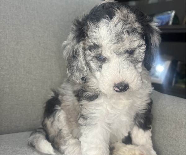 Medium Photo #13 Sheepadoodle Puppy For Sale in HUNTINGTON BEACH, CA, USA