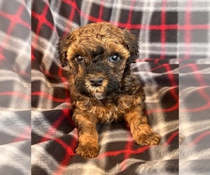 Poodle (Toy) Puppy for sale in Lexington, NC, USA