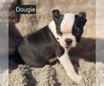 Small #1 Boston Terrier