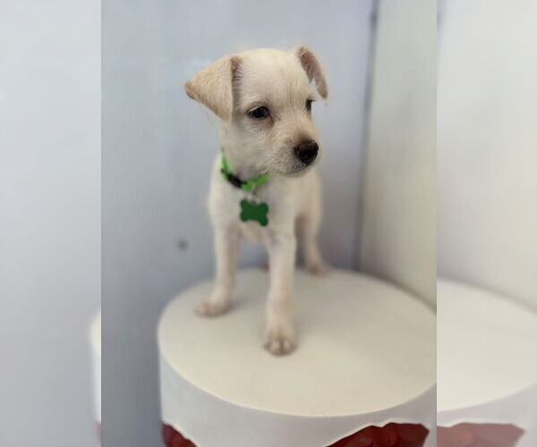 Medium Photo #7 Mutt Puppy For Sale in Studio City, CA, USA