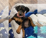 Small Photo #1 Doberman Pinscher Puppy For Sale in SUPPLY, NC, USA