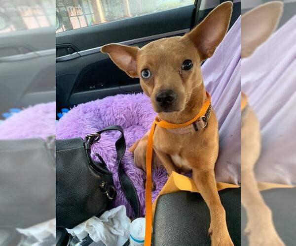 Medium Photo #8 Chipin Puppy For Sale in Plantation, FL, USA