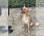 Small #9 Labrador Retriever Mix