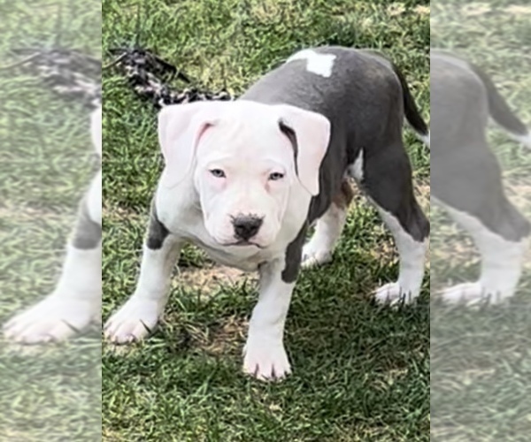 Medium Photo #1 American Bully Puppy For Sale in CAPRON, IL, USA