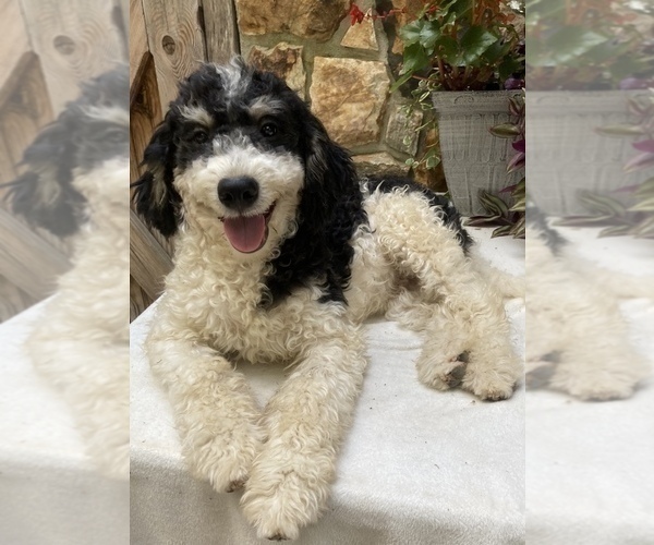 Medium Photo #1 Bernedoodle Puppy For Sale in CHATHAM, PA, USA