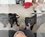 Small #2 American Staffordshire Terrier Mix