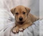 Small #1 Labrador Retriever Mix