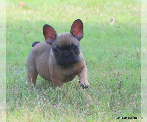 Medium Photo #4 French Bulldog Puppy For Sale in WINNSBORO, TX, USA