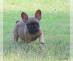 Small #3 French Bulldog