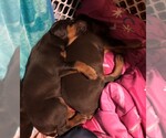 Small Photo #4 Doberman Pinscher Puppy For Sale in MOUNT STERLING, OH, USA