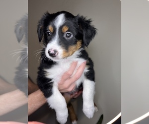 Miniature American Shepherd Puppy for sale in MESA, AZ, USA