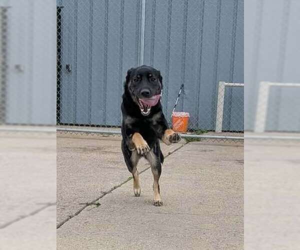 Medium Photo #3 Mutt Puppy For Sale in Calgary, Alberta, Canada