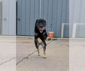 Pistachio - Female Mutt Dog for Adoption - Photo #3