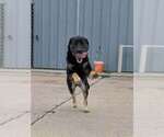 Small Photo #3 Mutt Puppy For Sale in Calgary, Alberta, Canada