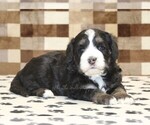 Small #1 Bernedoodle (Miniature)