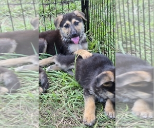German Shepherd Dog Puppy for sale in INEZ, TX, USA